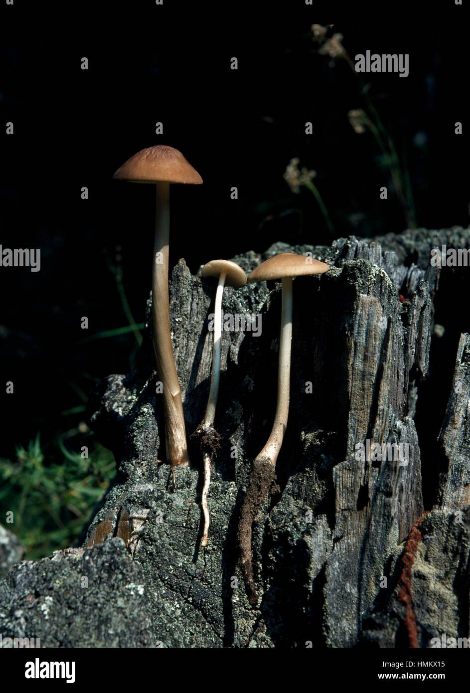 Radice profonda fungo (Xerula radicata o Oudemansiella radicata), Tricholomataceae. Foto Stock