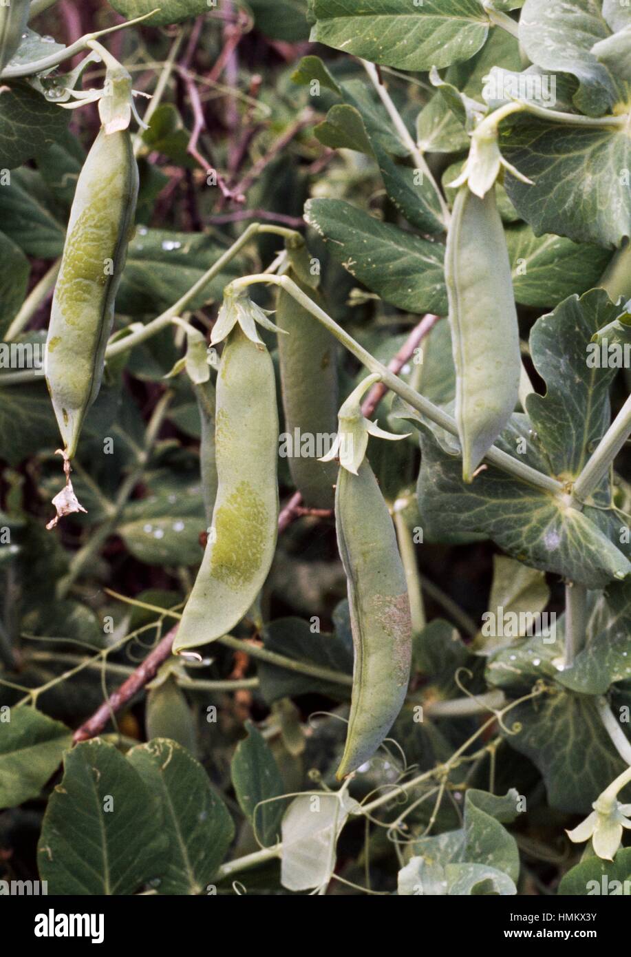 Pianta Di Pisello. Pisum Sativum Immagine Stock - Immagine di