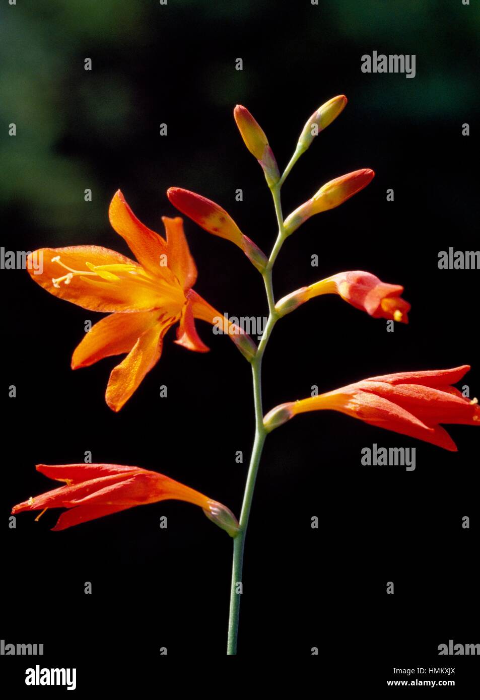 Stelle cadenti, Valentino fiore o Montbretia (Crocosmia aurea), Iridaceae. Foto Stock