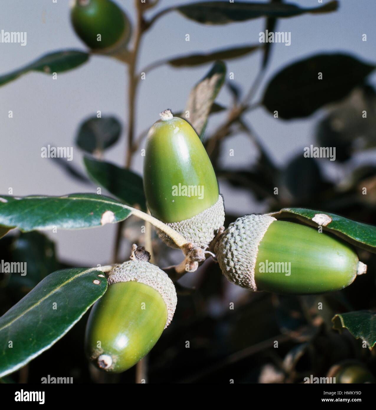 Il leccio o Holly Ghiande di quercia (Quercus ilex), Fagaceae. Foto Stock