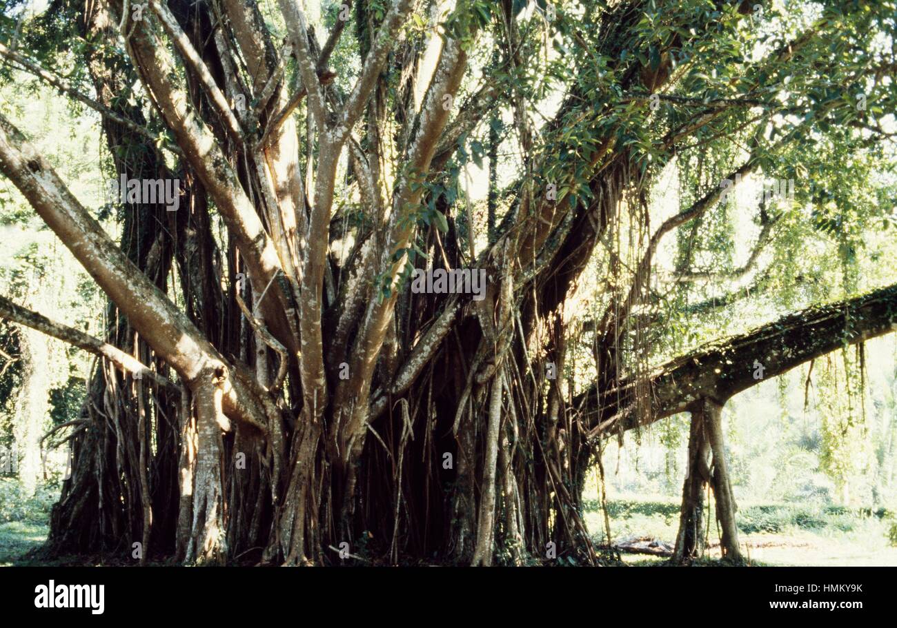 La gomma Fig (Ficus elastica), Moraceae. Dettaglio. Foto Stock