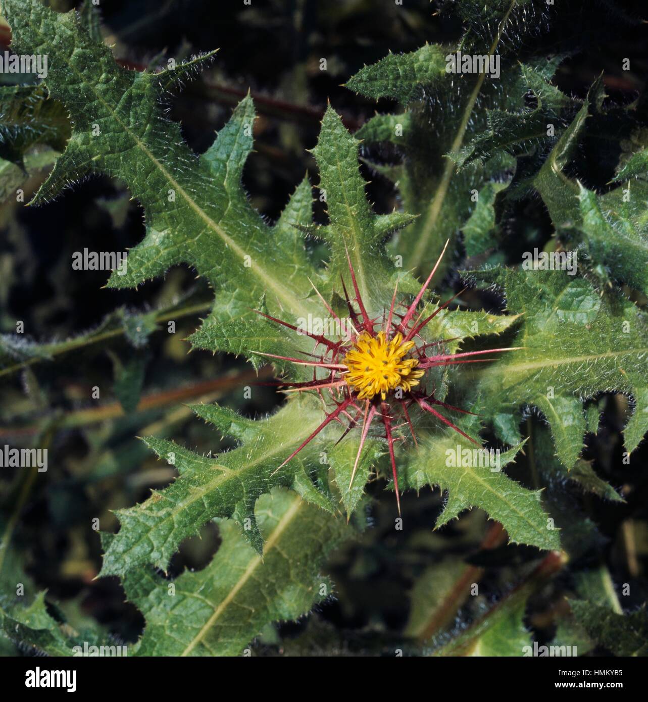 Beato Thistle (Cnicus benedictus o Centaurea benedicta), Asteraceae. Foto Stock