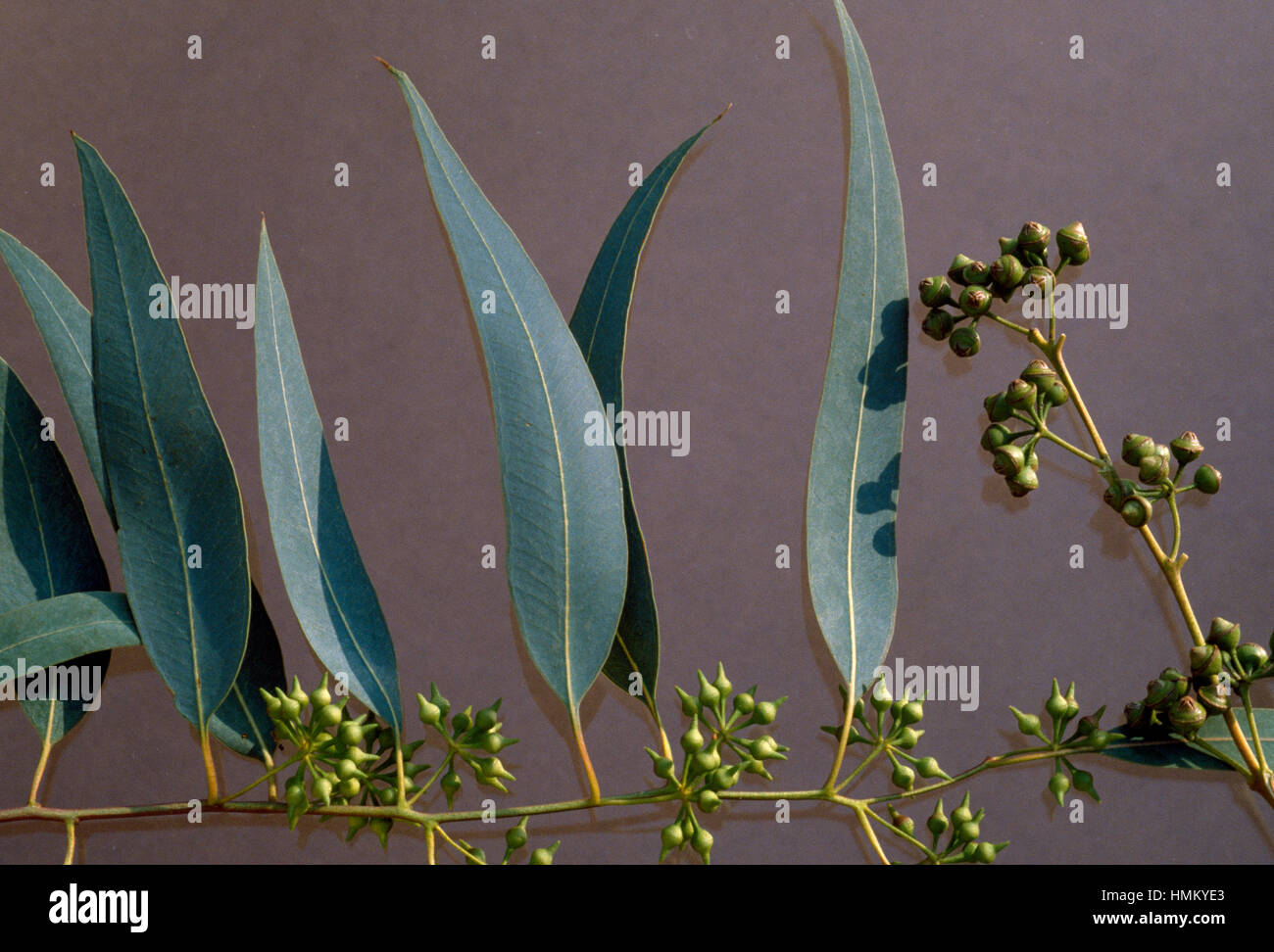 Ramo di eucalipto e foglie (Eucalyptus globulus), Myrtaceae. Foto Stock