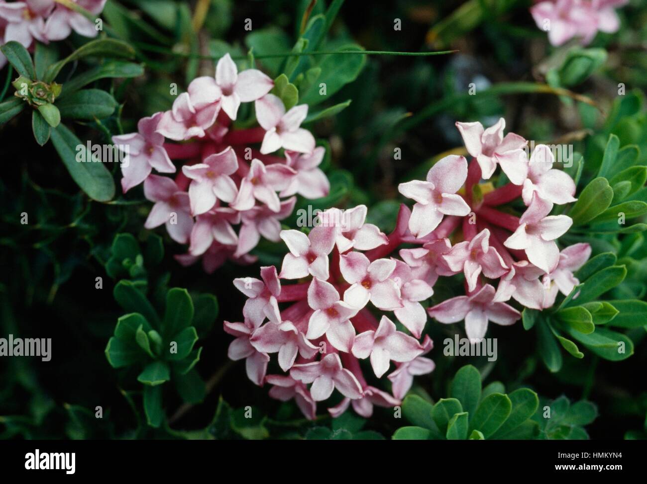 Striping (daphne striata Daphne), Thymelaeaceae. Foto Stock