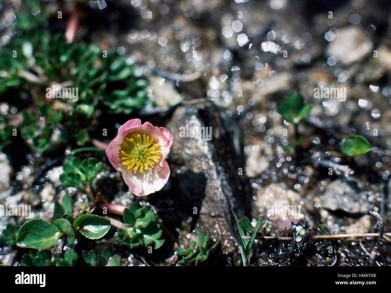 Ranuncolo sul ghiacciaio o il Ghiacciaio Crowfoot" (Ranunculus glacialis), Ranunculaceae. Foto Stock