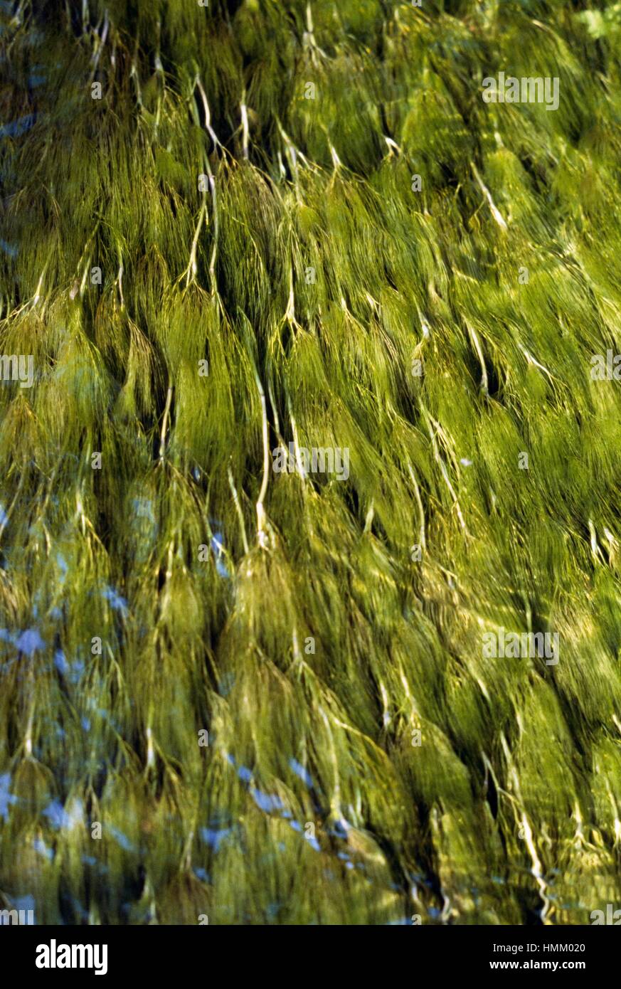 Acqua comune-stella o Acqua Bianca-crowfoot foglie di subacquea (Ranunculus aquatilis), Ranunculaceae. Foto Stock