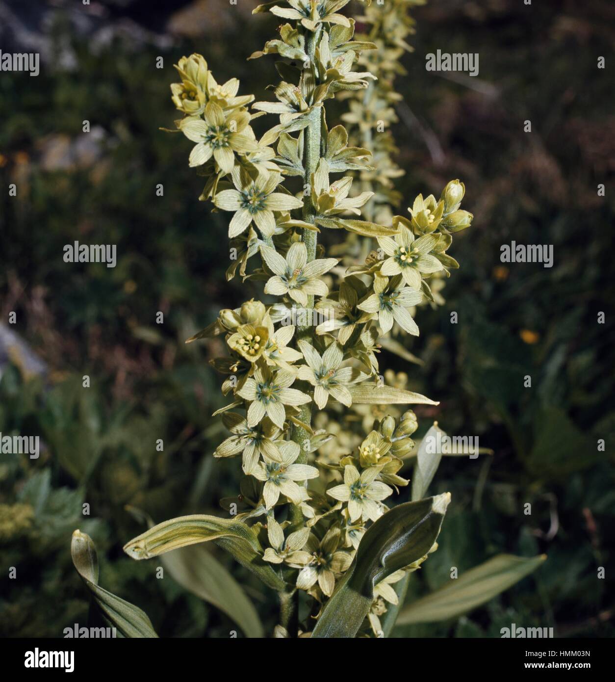 White veratro nero (Veratrum album), Melanthiaceae. Foto Stock