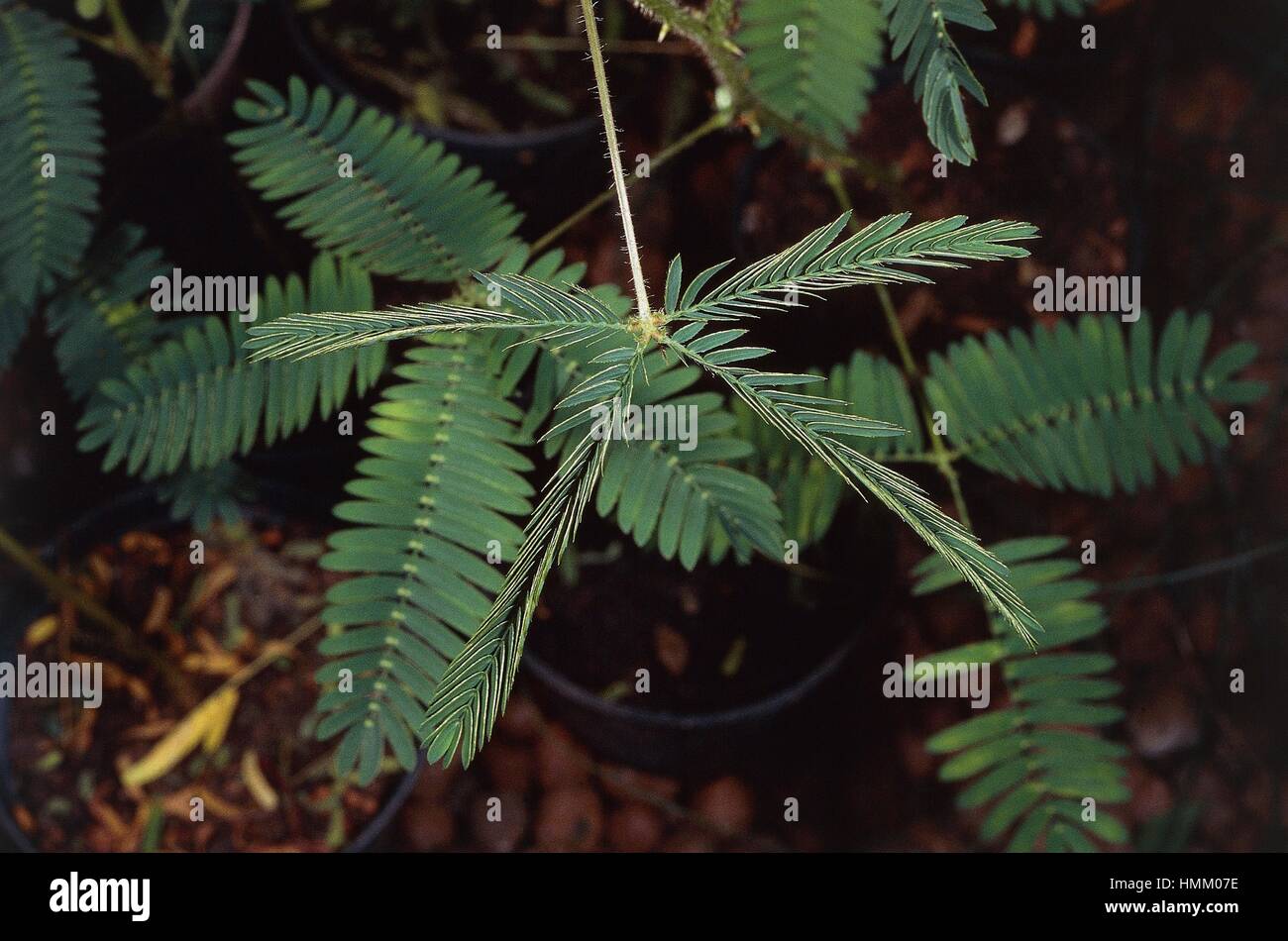 Impianto sensibili o touch-me-non lascia chiuso dopo essere stato toccato (Mimosa pudica), Fabaceae. Foto Stock