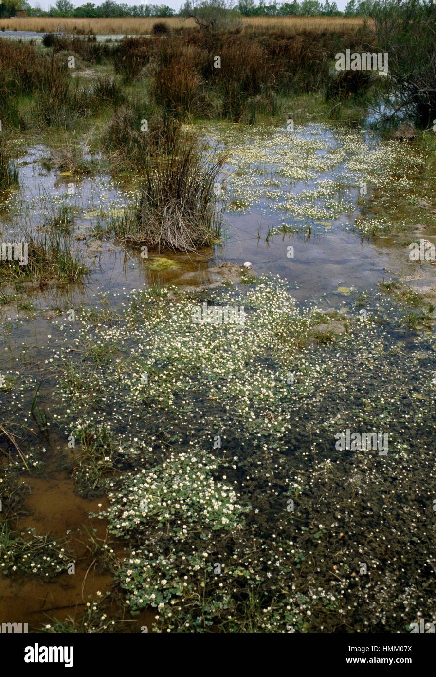 Acqua comune-stella o Acqua Bianca-stella (Ranunculus aquatilis), Ranunculaceae e bandiera gialla, Iris gialla o acqua bandiera (Iris pseudacorus), Iridaceae, Camargue, Francia. Foto Stock