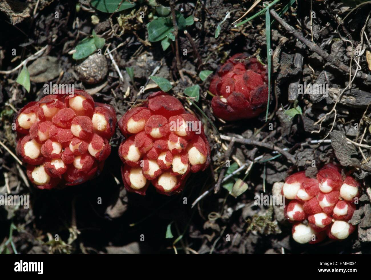 Cytinus hypocistis, Cytinaceae, dell'isola di Marettimo, Isole Egadi, Sicilia, Italia. Foto Stock