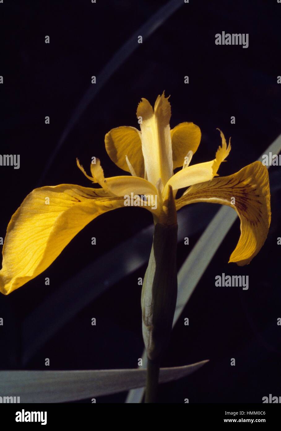 Bandiera gialla, iris gialla o acqua bandiera (Iris pseudoacorus), Iridaceae. Foto Stock