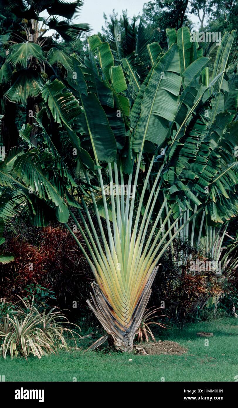 Il viaggiatore o albero del viaggiatore (Palm Ravenala madagascariensis), Strelitziacea. Martinica, Francia. Foto Stock