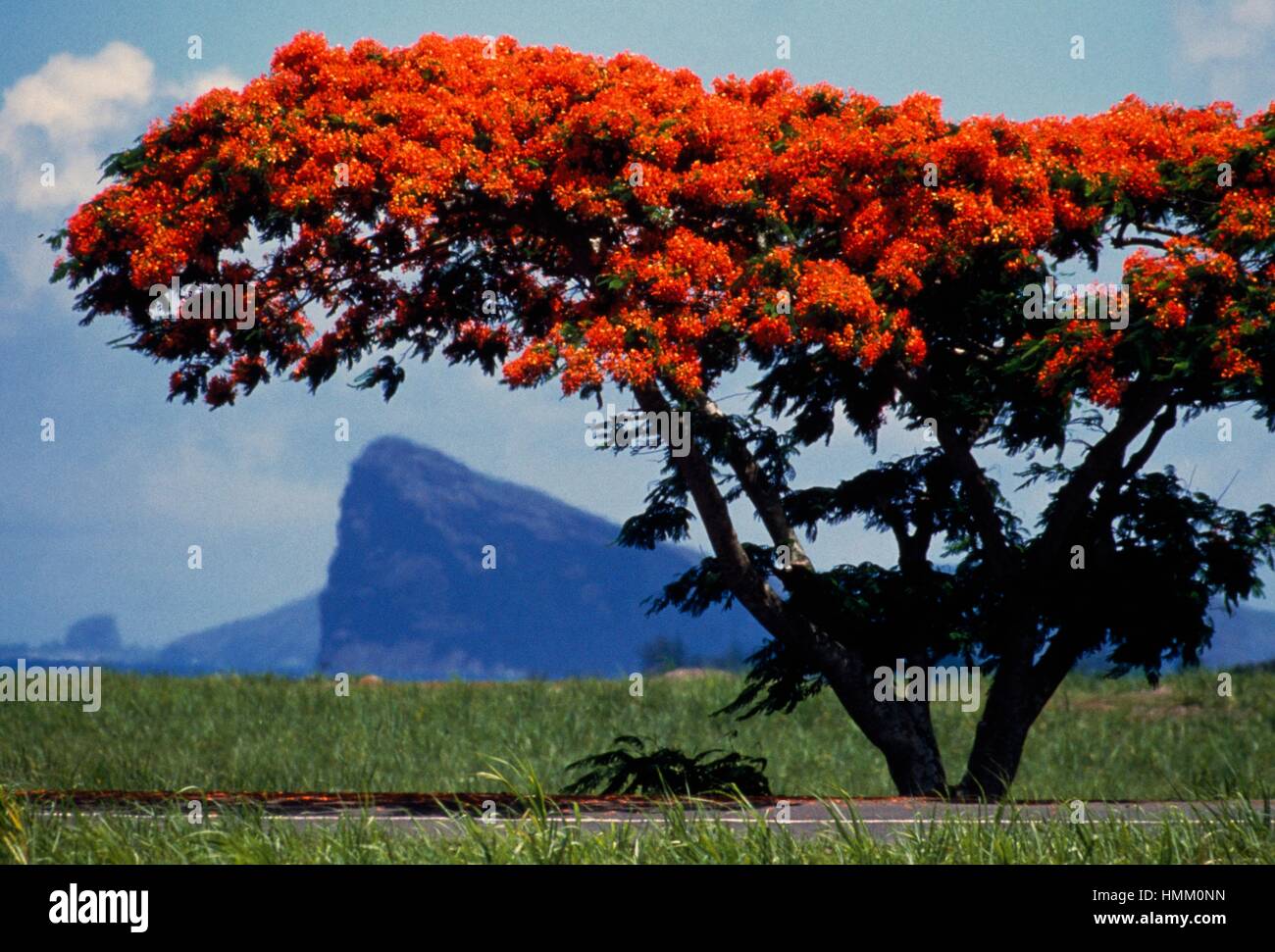 Royal Poinciana o Flamboyant in bloom (Poinciana regia), Fabaceae, Mauritius. Foto Stock