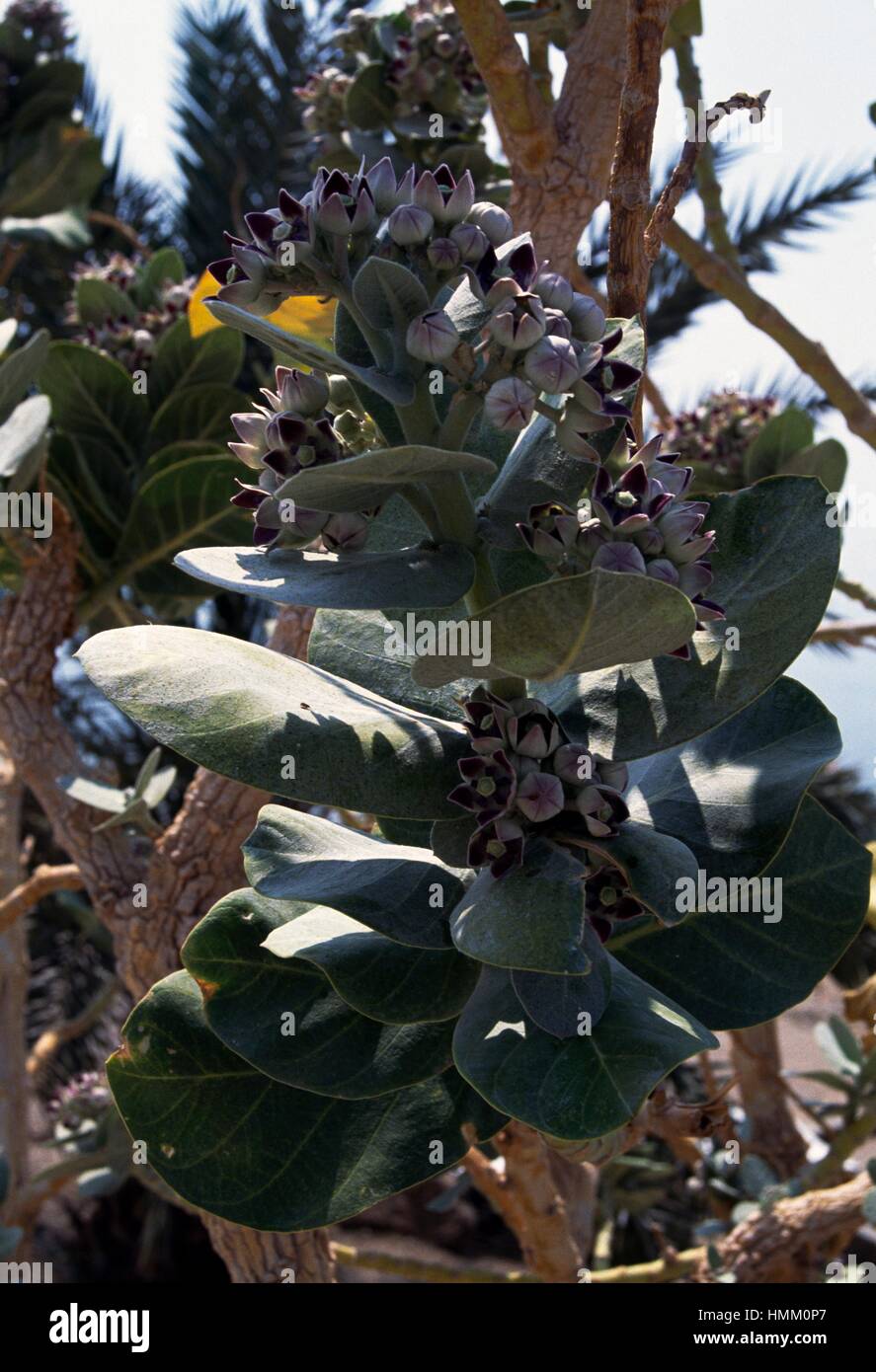 La flora, Ein Gedi oasi, Israele. Foto Stock