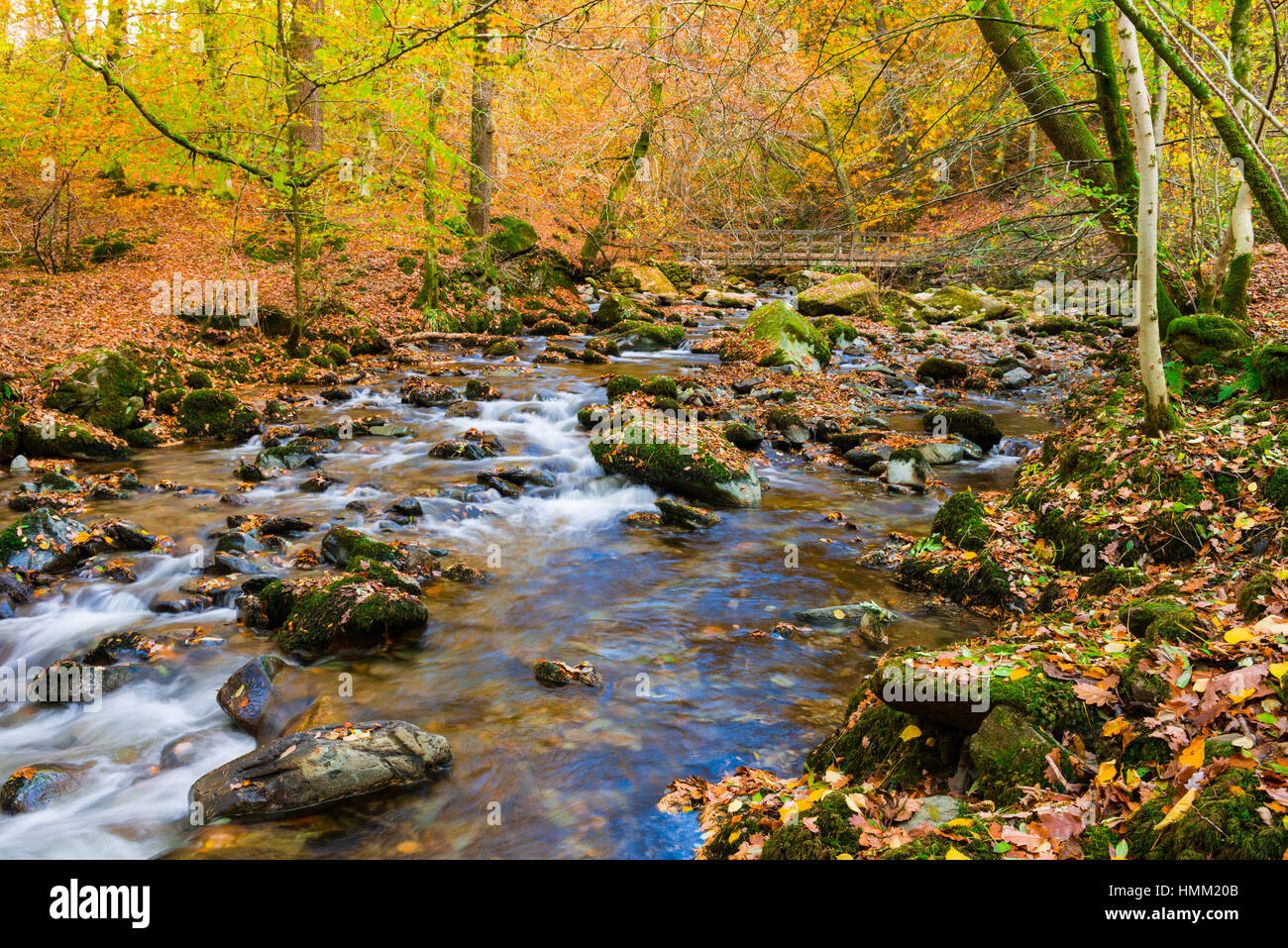 Magazzino Ghyll nel bosco a Ambleside nel Parco Nazionale del Distretto dei Laghi, Cumbria, Inghilterra. Foto Stock