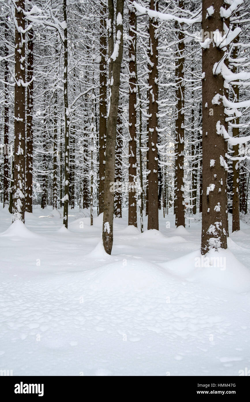 Norvegia abete rosso (Picea abies) nella foresta di conifere che mostra i tronchi e rami coperti di neve in inverno Foto Stock