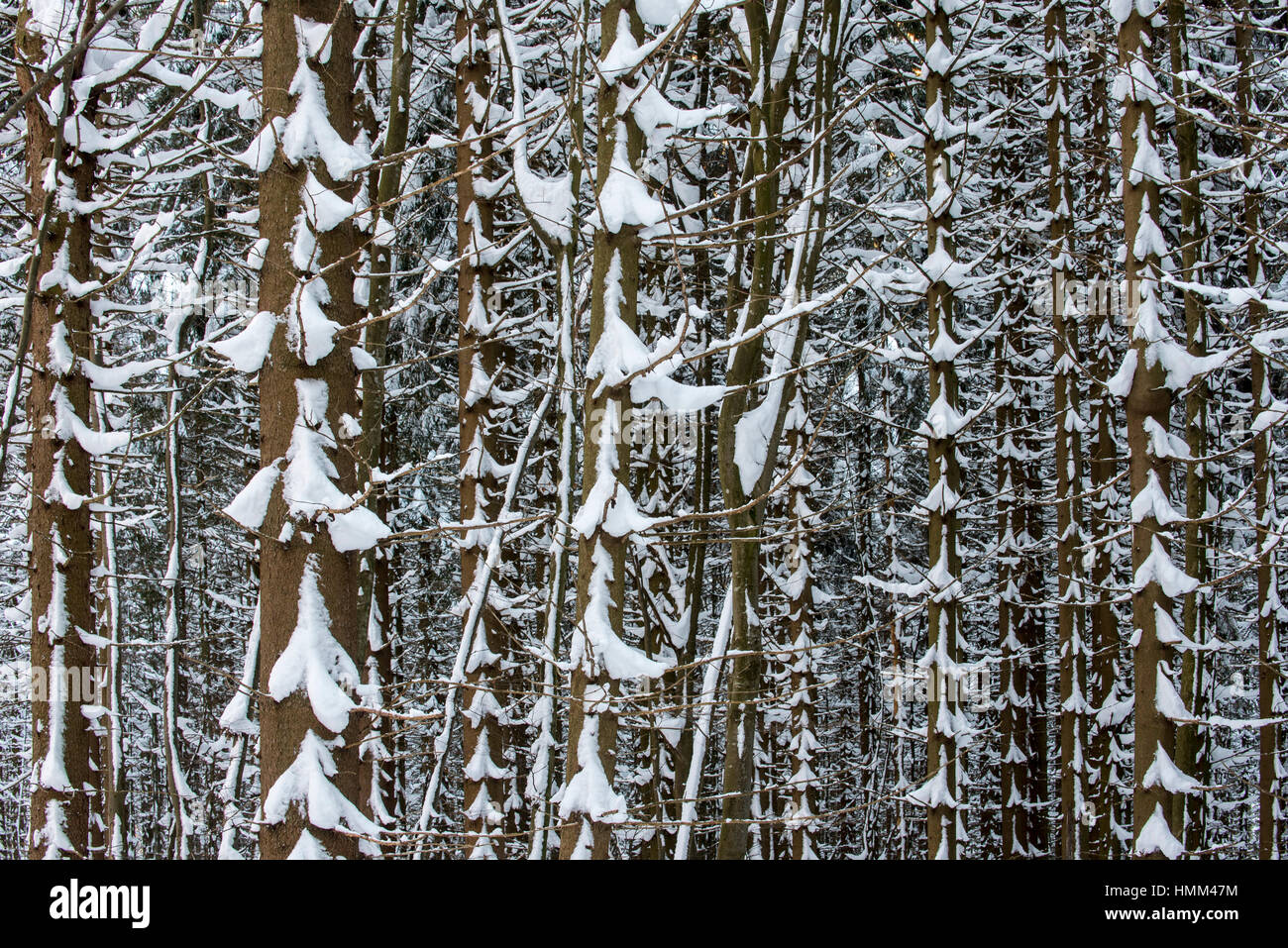 Norvegia abete rosso (Picea abies) nella foresta di conifere che mostra i tronchi e rami coperti di neve in inverno Foto Stock