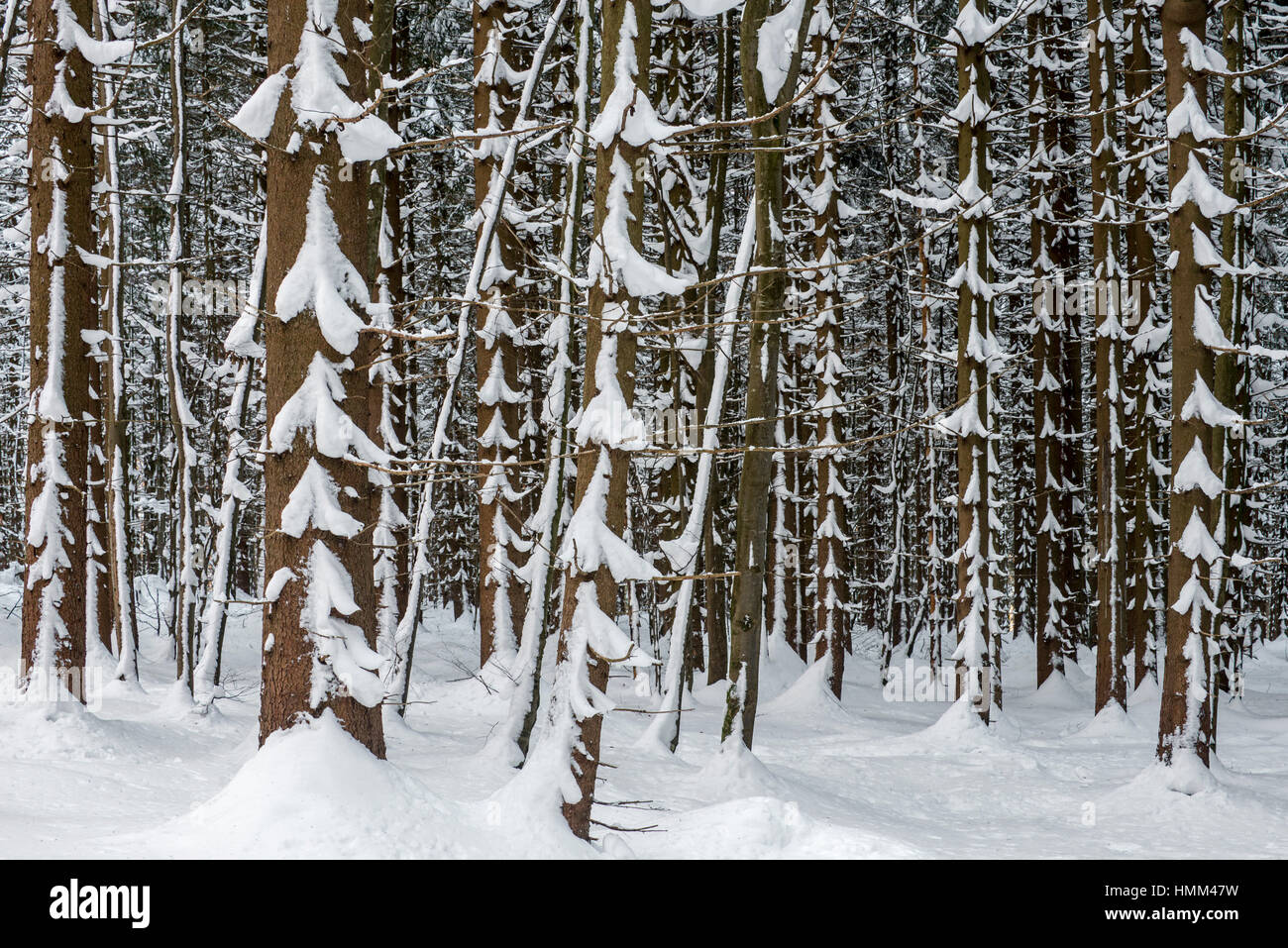 Norvegia abete rosso (Picea abies) nella foresta di conifere che mostra i tronchi e rami coperti di neve in inverno Foto Stock