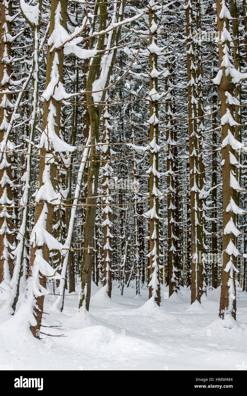 Norvegia abete rosso (Picea abies) nella foresta di conifere che mostra i tronchi e rami coperti di neve in inverno Foto Stock