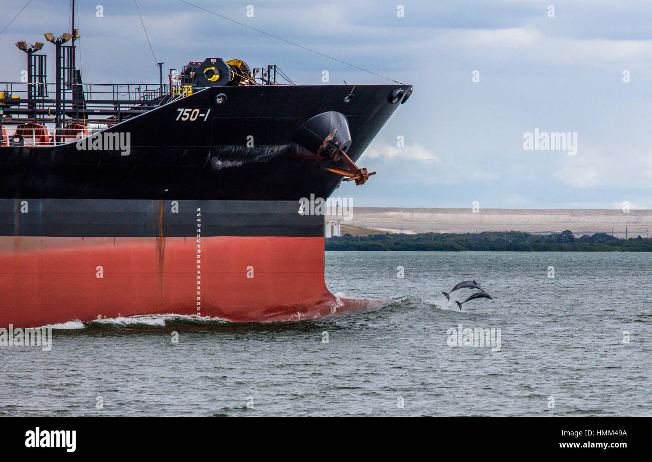 I delfini salta fuori di acqua di fronte oceano freighter a Tampa Bay Florida Foto Stock