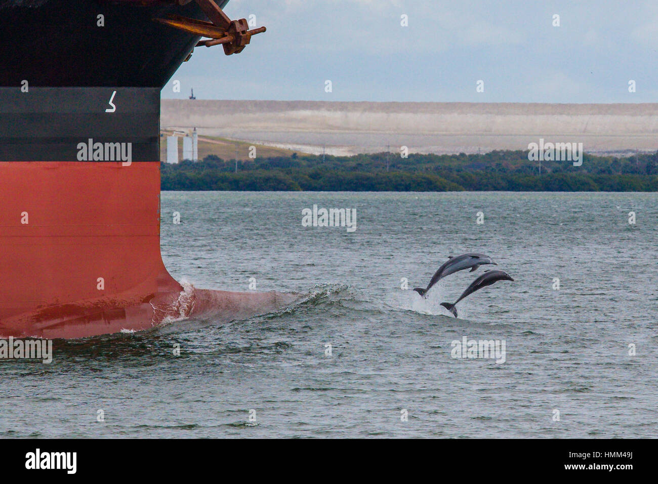 I delfini salta fuori di acqua di fronte oceano freighter a Tampa Bay Florida Foto Stock