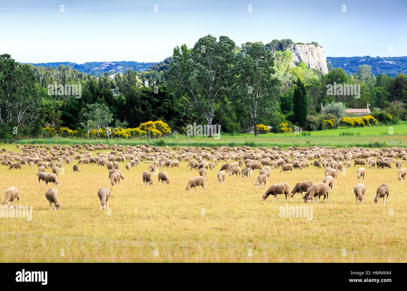 Paesaggio rurale e i campi con pecore al pascolo vicino a Maussane Les Alpilles, Provenza, Francia Foto Stock