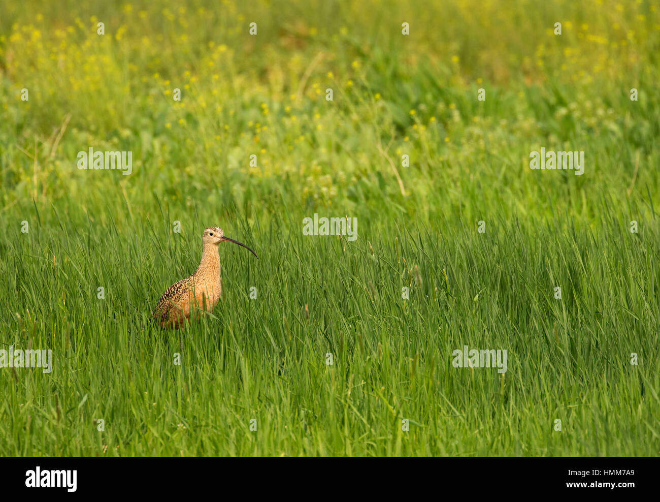 A lungo fatturati curlew, Malheur National Wildlife Refuge, Oregon Foto Stock