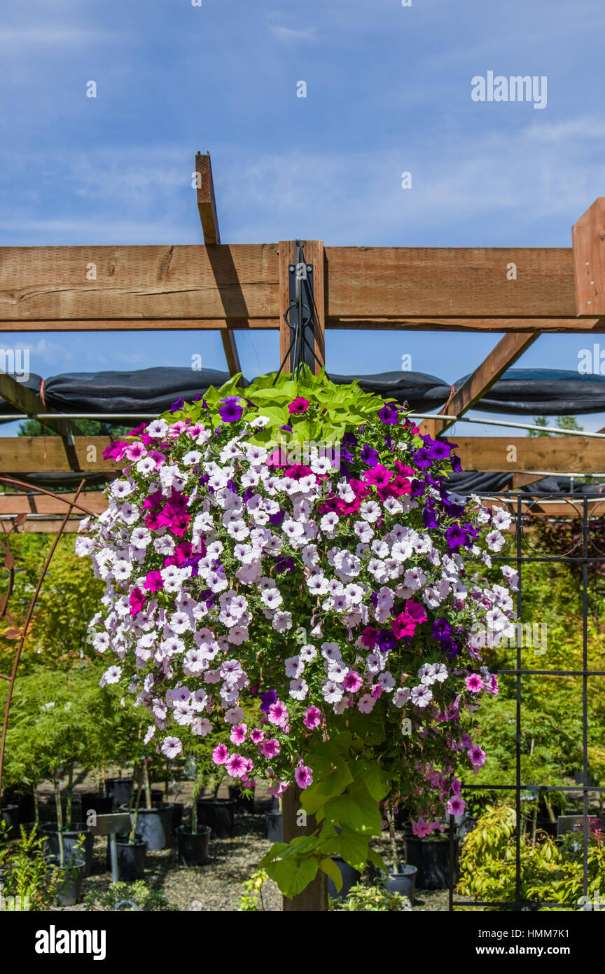 Piante di petunia con fiori colorati Foto Stock