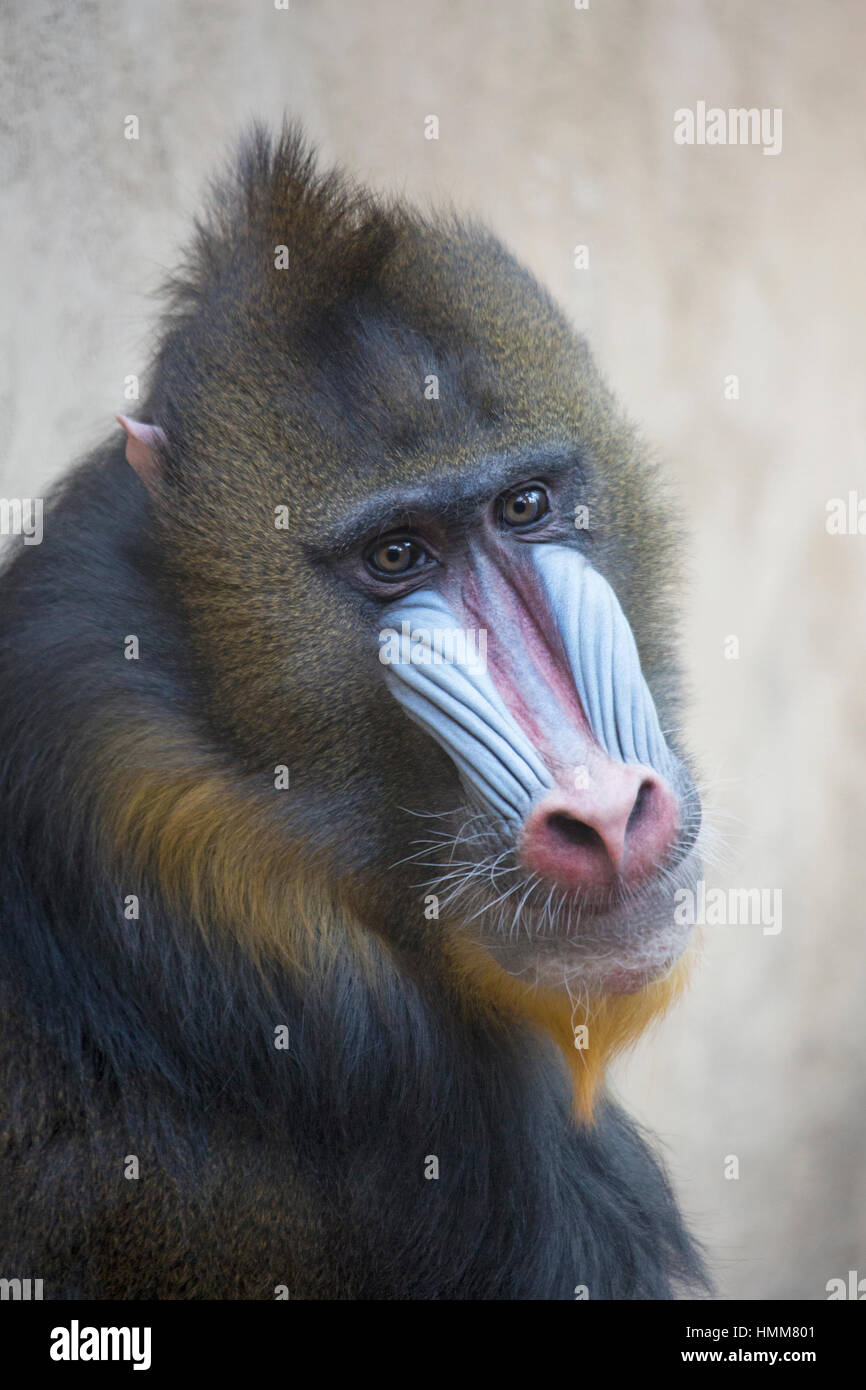 Mandrill (Mandrillus sfinge) nella mostra della foresta pluviale africana dello Zoo di Calgary. Primo piano della scimmia maschio. Foto Stock