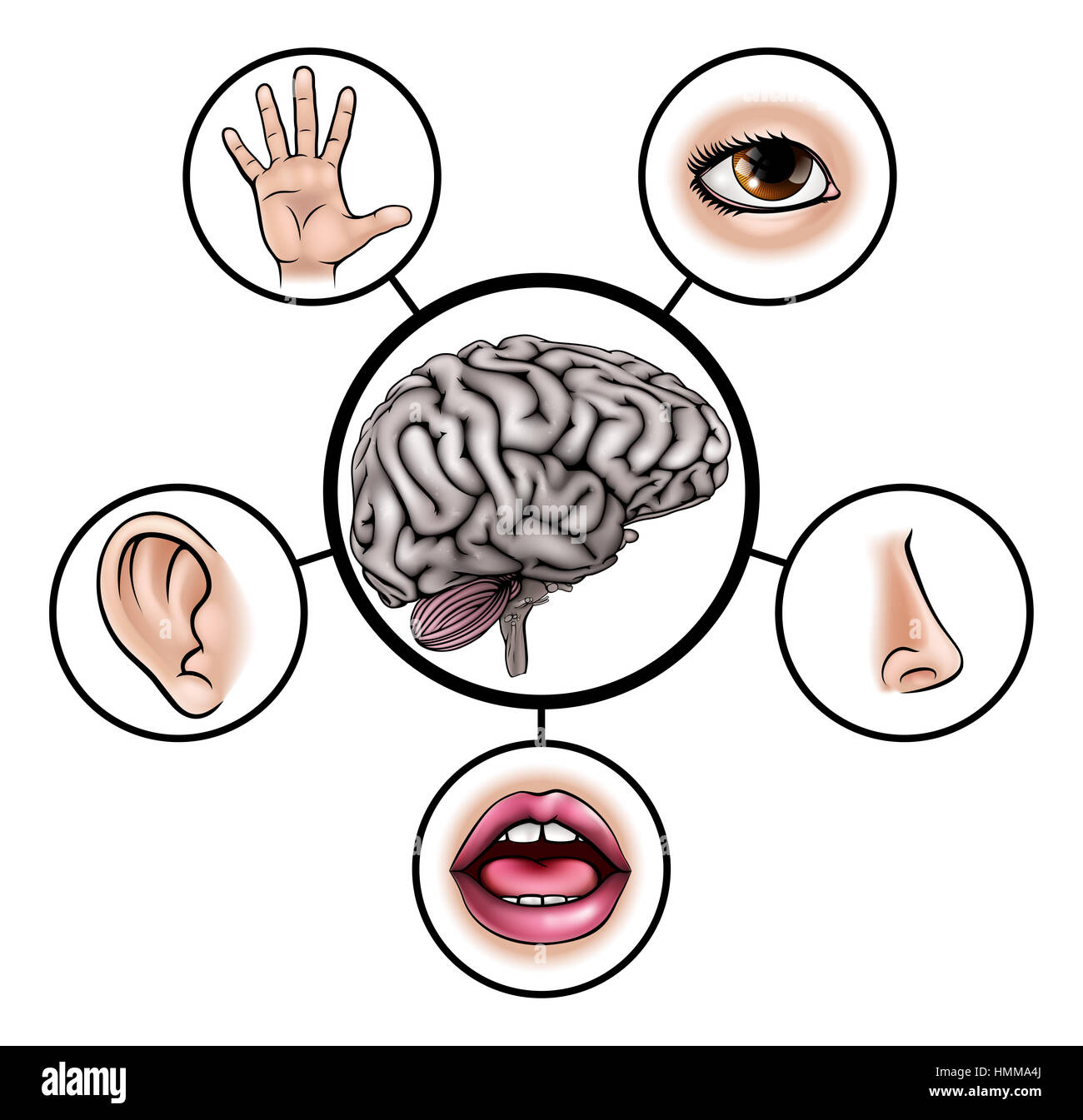 Una scienza istruzione illustrazione di icone che rappresentano i cinque sensi attaccata al cervello centrale Foto Stock