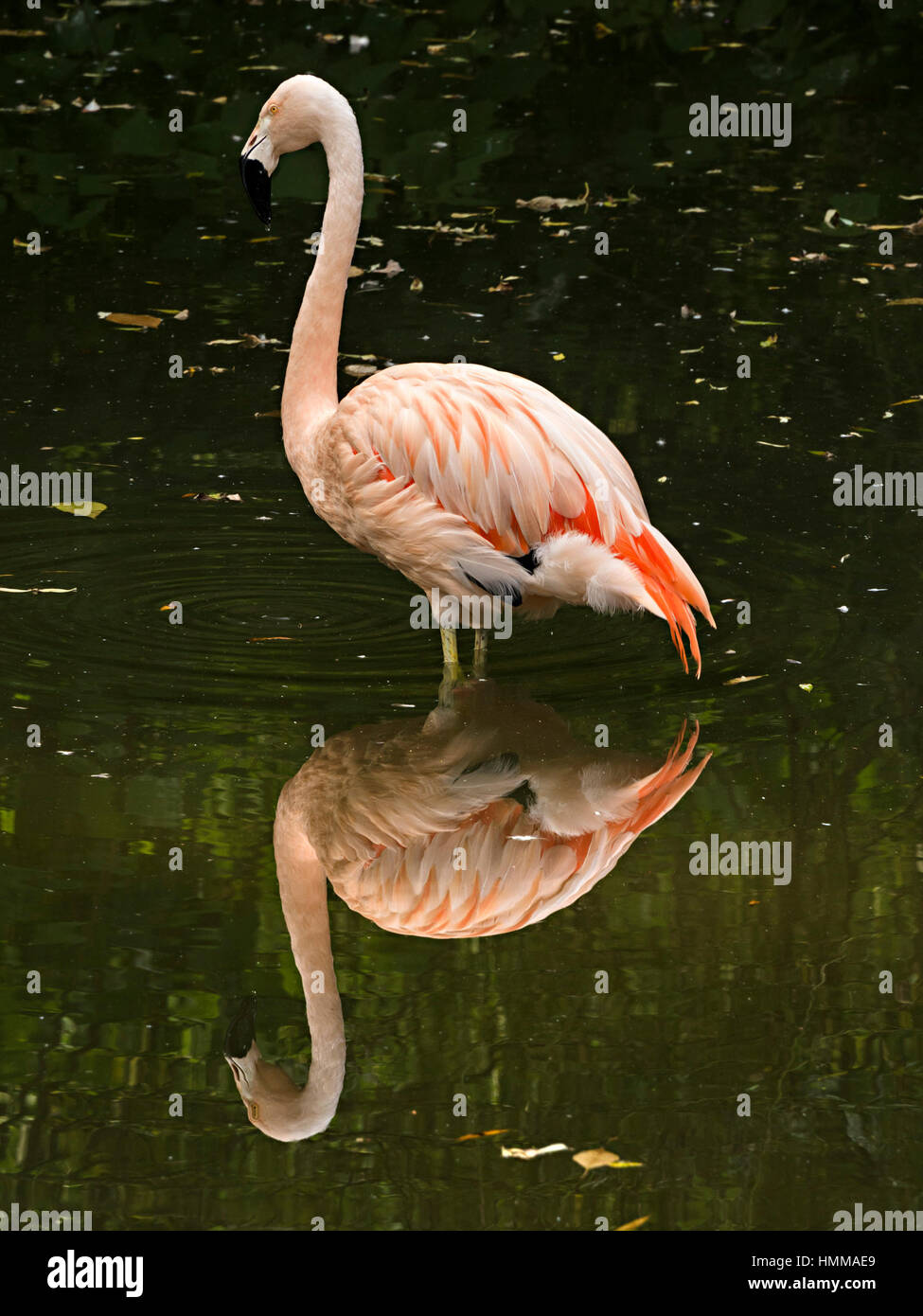 American flamingo bird (Phoenicopterus ruber) in acqua con la riflessione, Coton Manor, Northamptonshire, Inghilterra, Regno Unito. Foto Stock