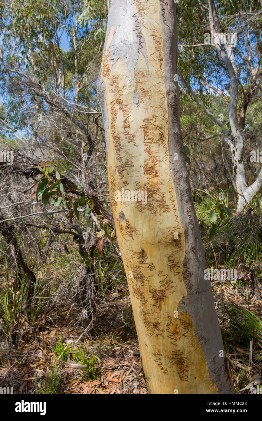 White Sands a piedi tra Hyams Beach e Greenfield Beach sulla costa sud del New South Wales,Jervis Bay, Australia Foto Stock