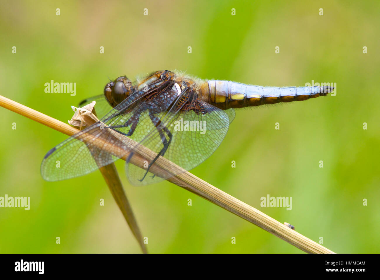Ampio maschio corposo Chaser dragonfly su un gambo reed. Foto Stock