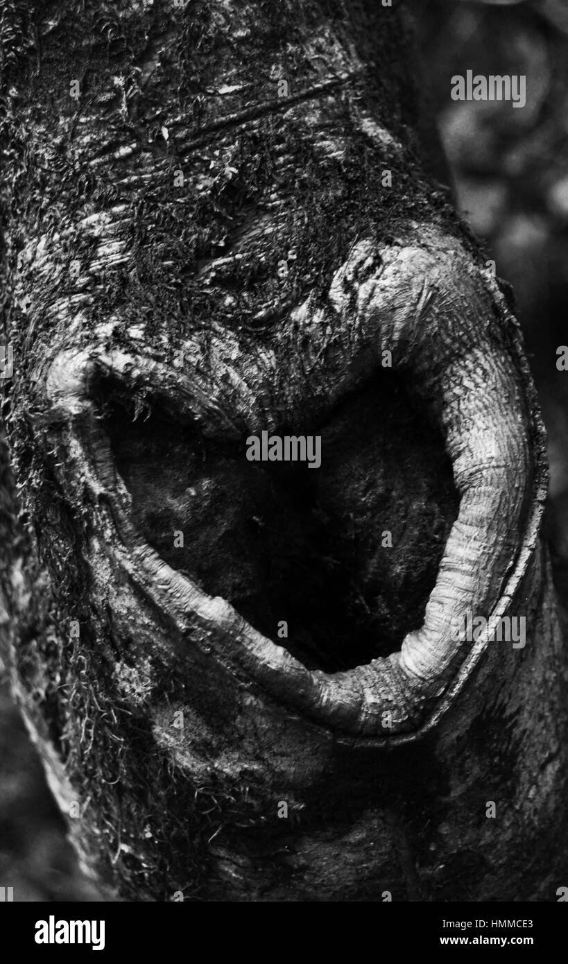 Abstract di un albero la natura amore Foto Stock