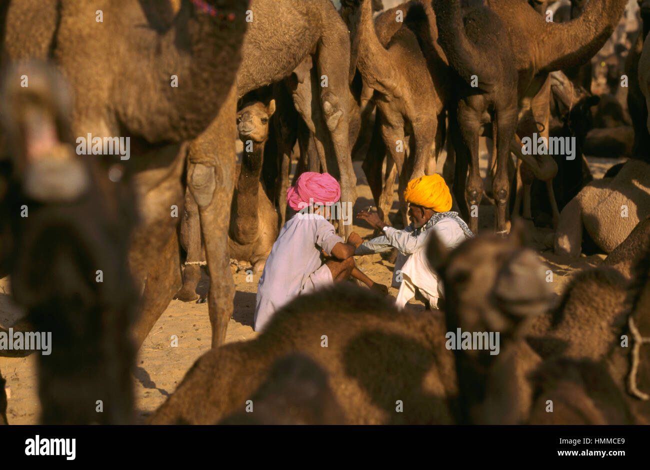 I commercianti del cammello presso la fiera di Pushkar in India Foto Stock