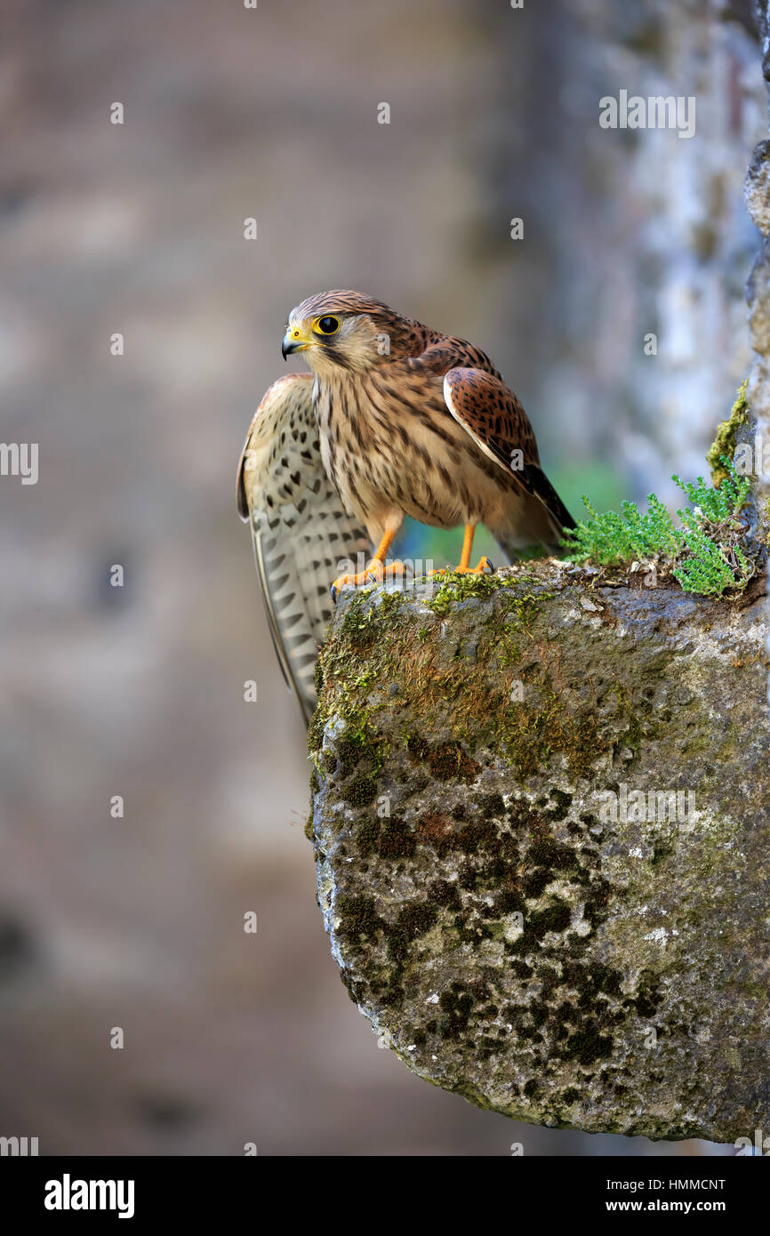 Unione gheppio, Krestel comune, (Falco tinnunculus), Adulto su roccia, Pelm, Kasselburg, Eifel, Germania, Europa Foto Stock