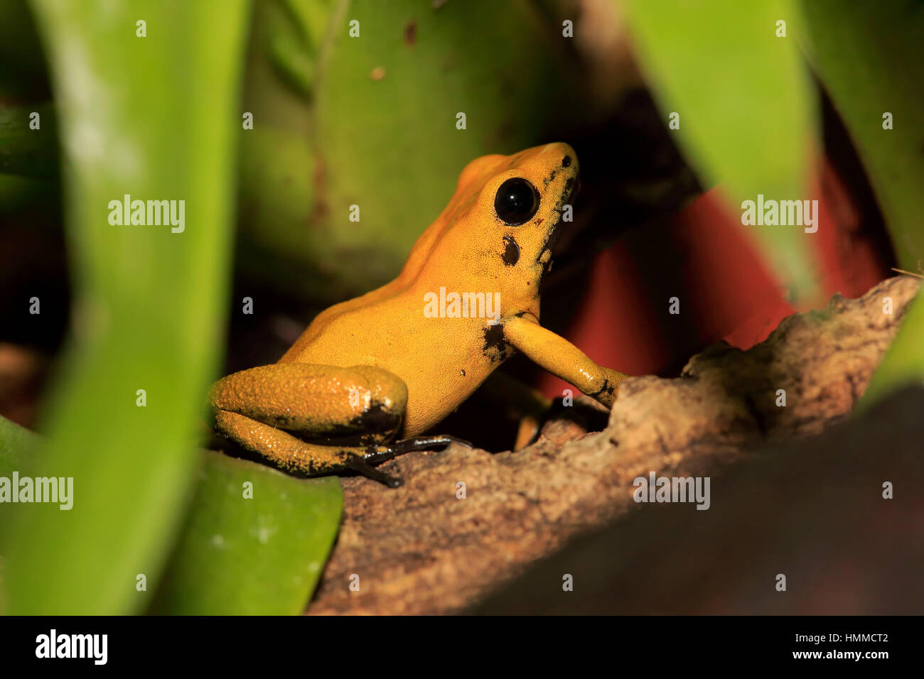 Zampe nero rana Dart (Phyllobates bicolore), Adulto, avviso, Sud America Foto Stock