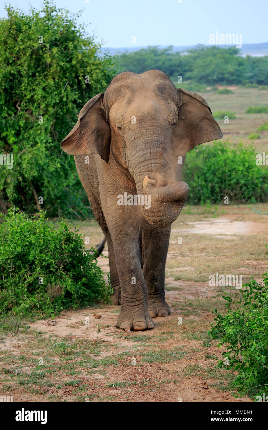 Asiatischer Elefant, (Elephas maximus maximus), Sri Lanka Elefant, maennlich, Sandbad, Bundala National Park, Sri Lanka, Asien dello Sri Lanka, elefante Foto Stock