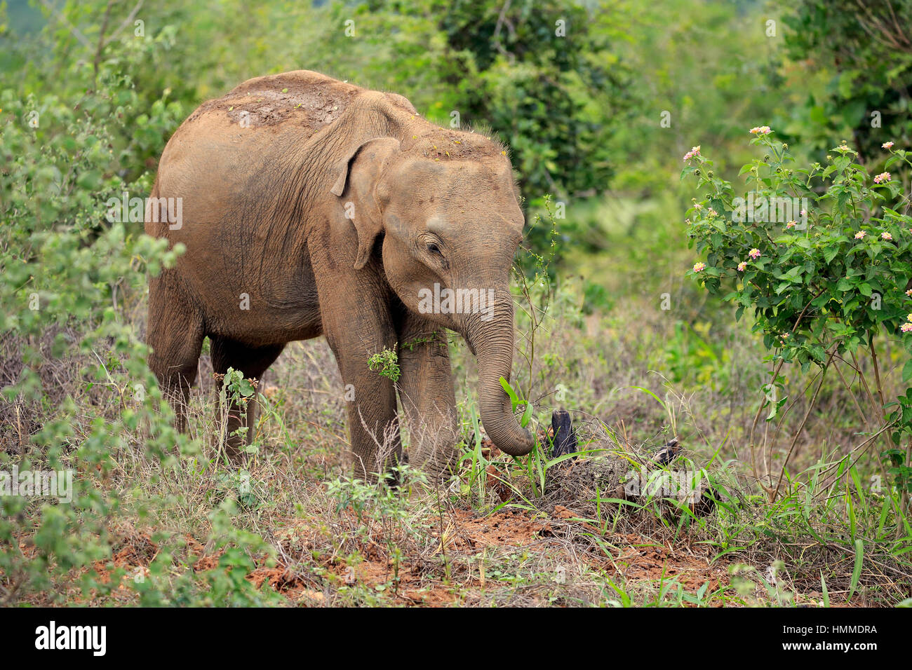 Il governo dello Sri Lanka di elefante, (Elephas maximus maximus), elefante asiatico, giovani alimentazione, Udawalawe Nationalpark, Sri Lanka, Asia Foto Stock