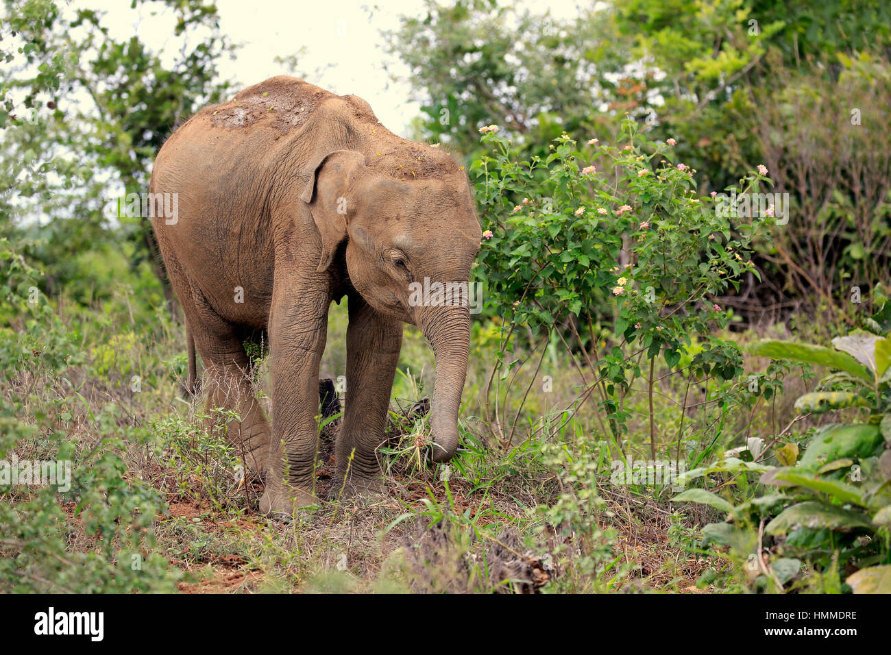 Il governo dello Sri Lanka di elefante, (Elephas maximus maximus), elefante asiatico, giovani alimentazione, Udawalawe Nationalpark, Sri Lanka, Asia Foto Stock