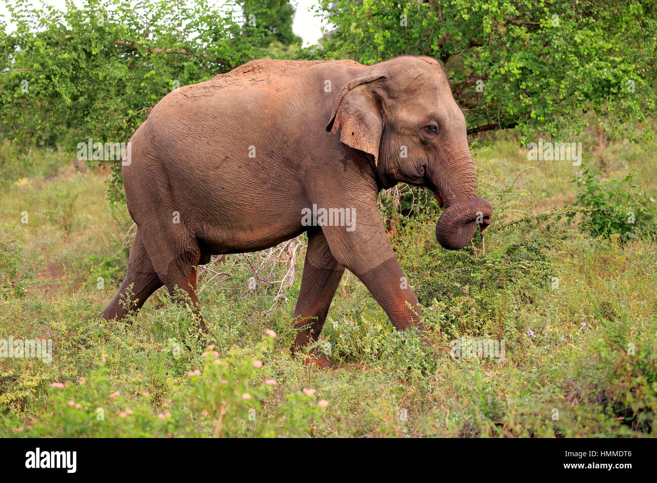 Il governo dello Sri Lanka di elefante, (Elephas maximus maximus), elefante asiatico, adulti alla ricerca di cibo, Udawalawe Nationalpark, Sri Lanka, Asia Foto Stock