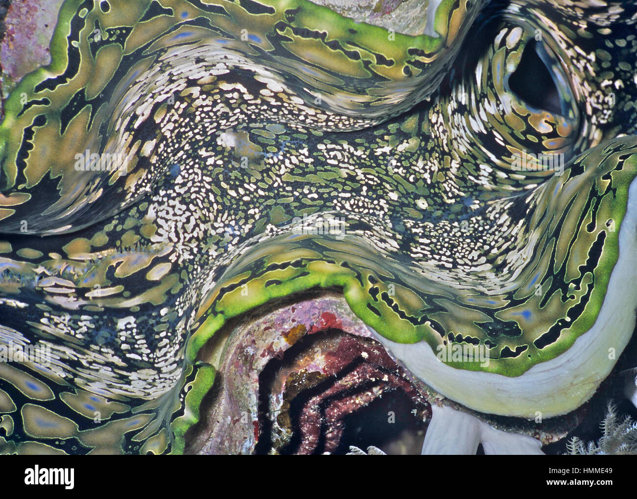 Dettagli da un gigante clam (Tridacna gigas) che mostra il pattern colorati formata da colonie di relazione simbiotica dinoflagellato alghe nei molluschi mantello. Foto Stock