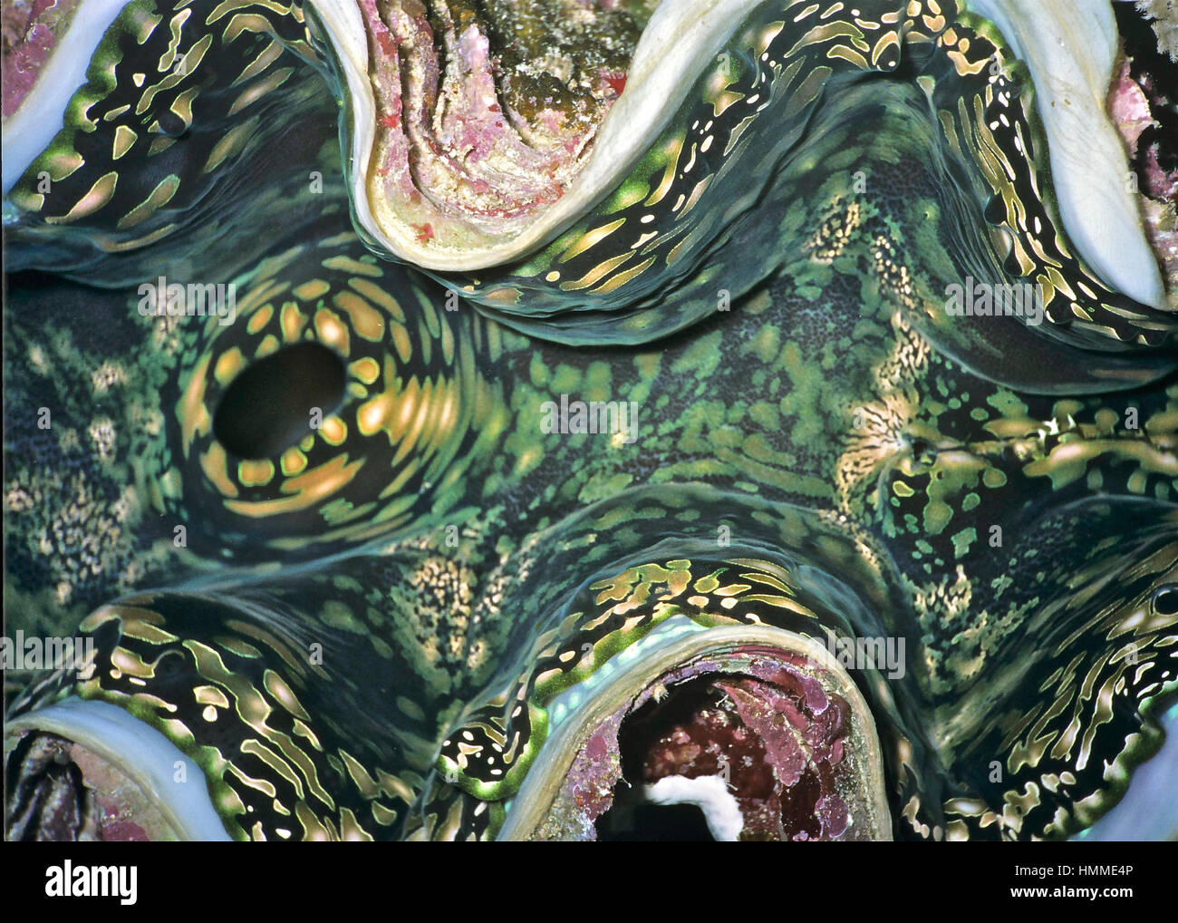 Dettagli da un gigante clam (Tridacna gigas) che mostra il pattern colorati formata da colonie di relazione simbiotica dinoflagellato alghe nei molluschi mantello. Foto Stock