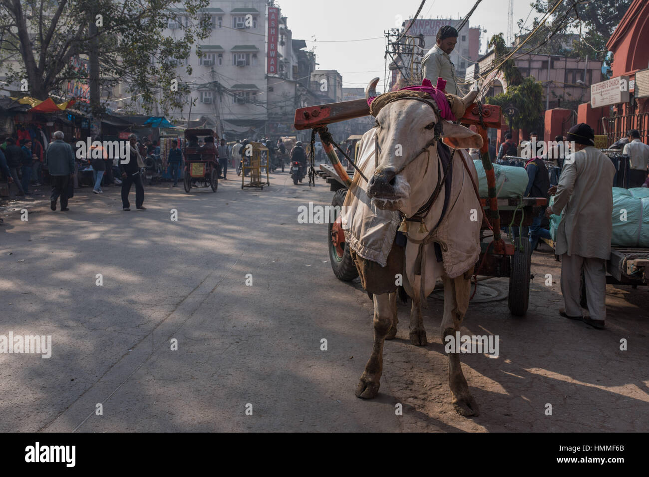 Una vacca tirando un carrello, la Vecchia Delhi Foto Stock