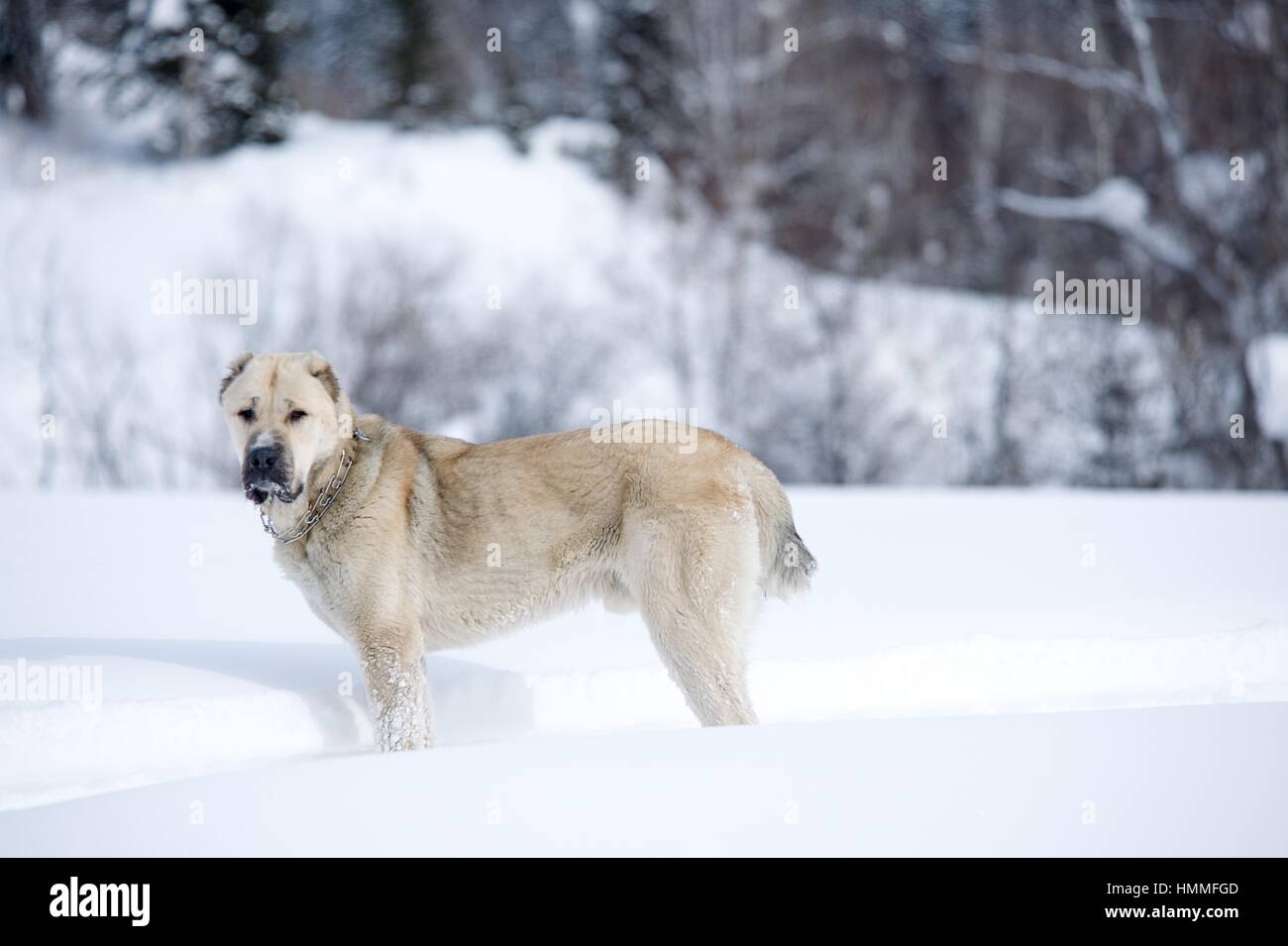 Grande cane bianco per una passeggiata nei boschi Foto Stock