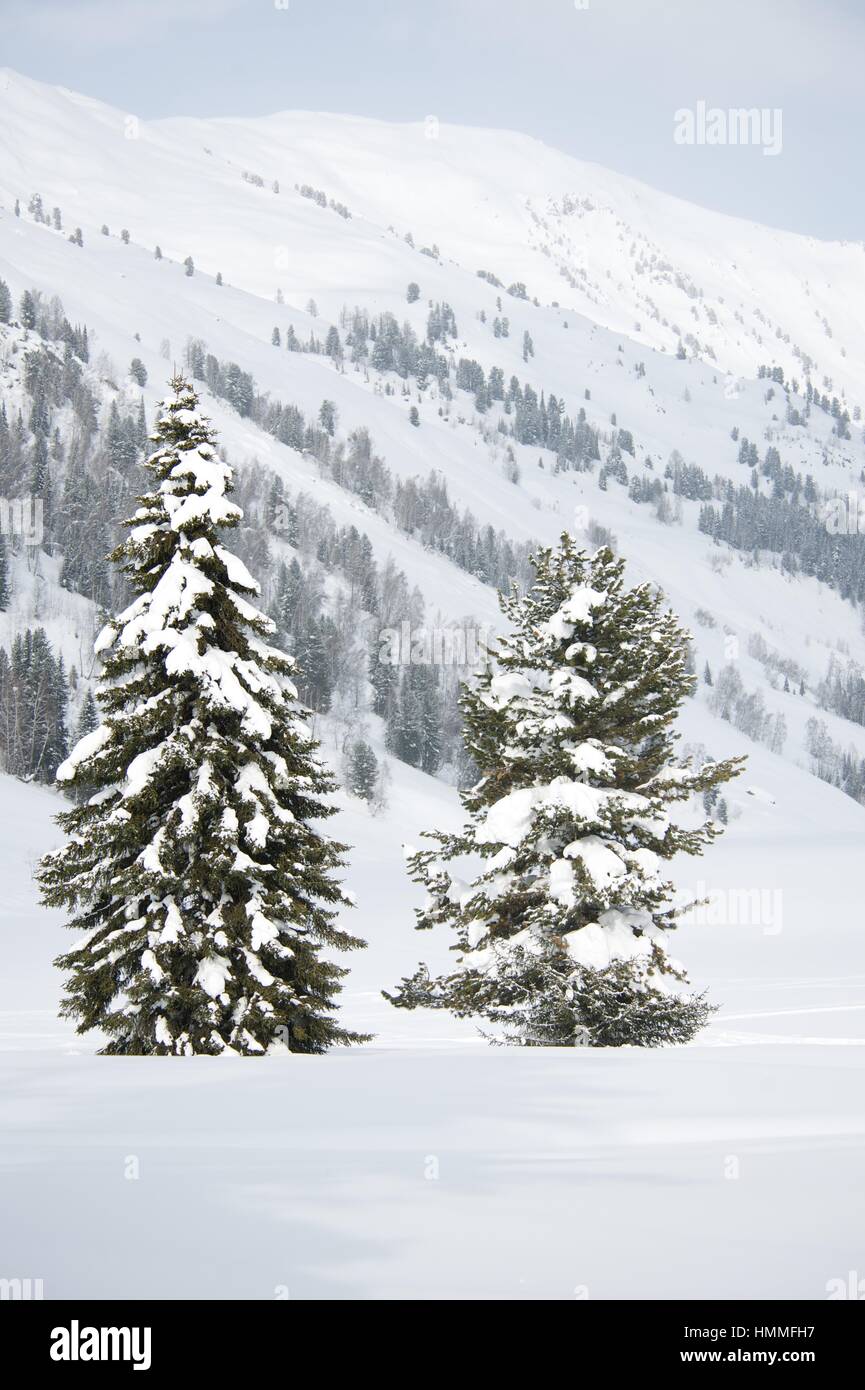 Grandi e piccoli abeti coperti di neve Foto Stock