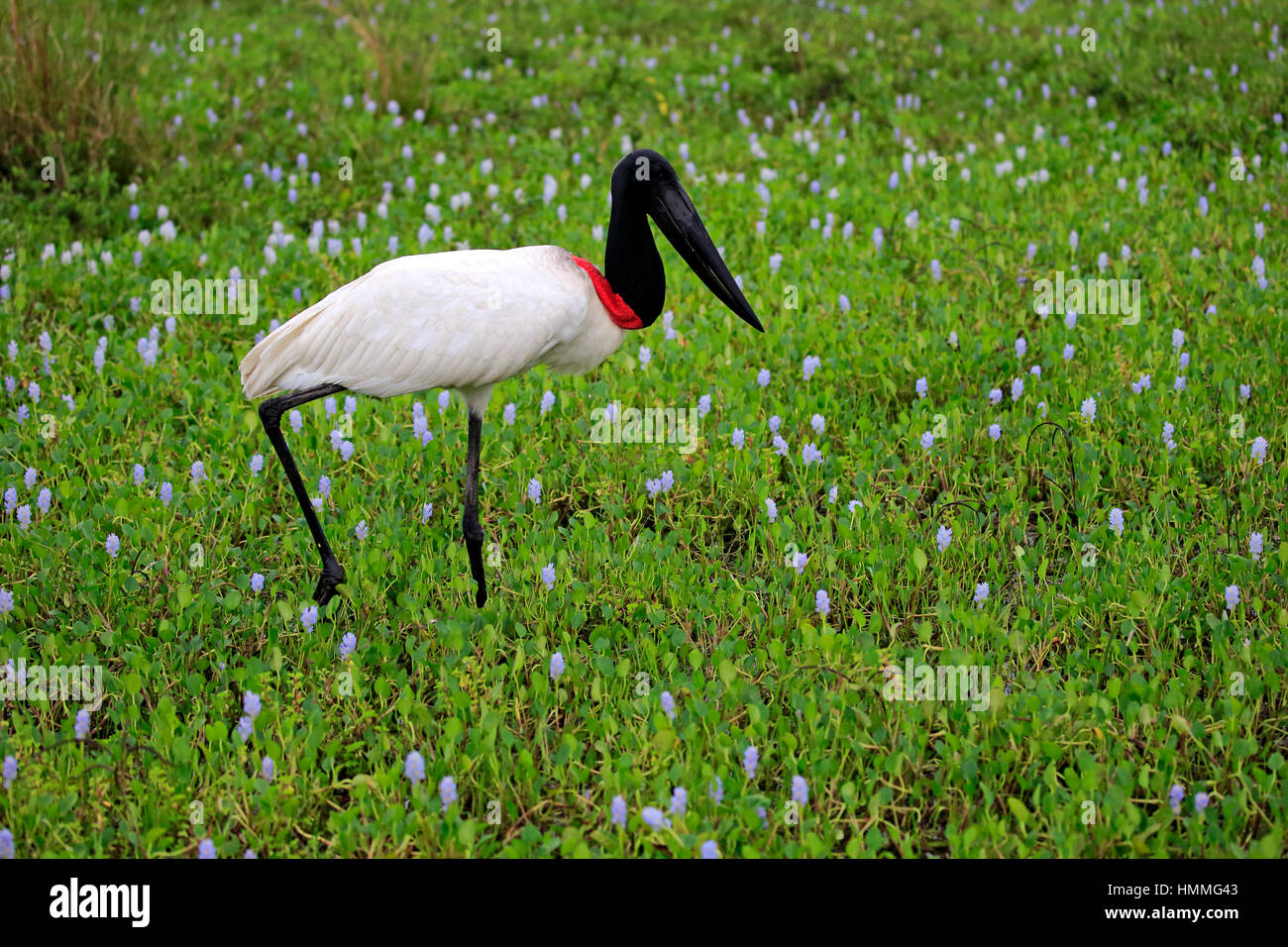 Jabiru Aeroporto, (Jabiru Aeroporto mycteria), Adulto sul prato alla ricerca di cibo, Pantanal, Mato Grosso, Brasile, Sud America Foto Stock