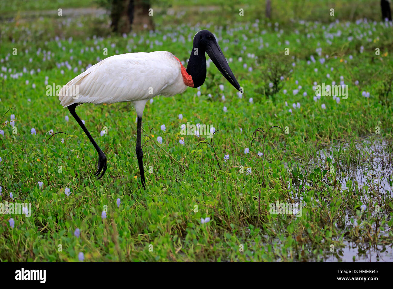 Jabiru Aeroporto, (Jabiru Aeroporto mycteria), Adulto sul prato alla ricerca di cibo, Pantanal, Mato Grosso, Brasile, Sud America Foto Stock