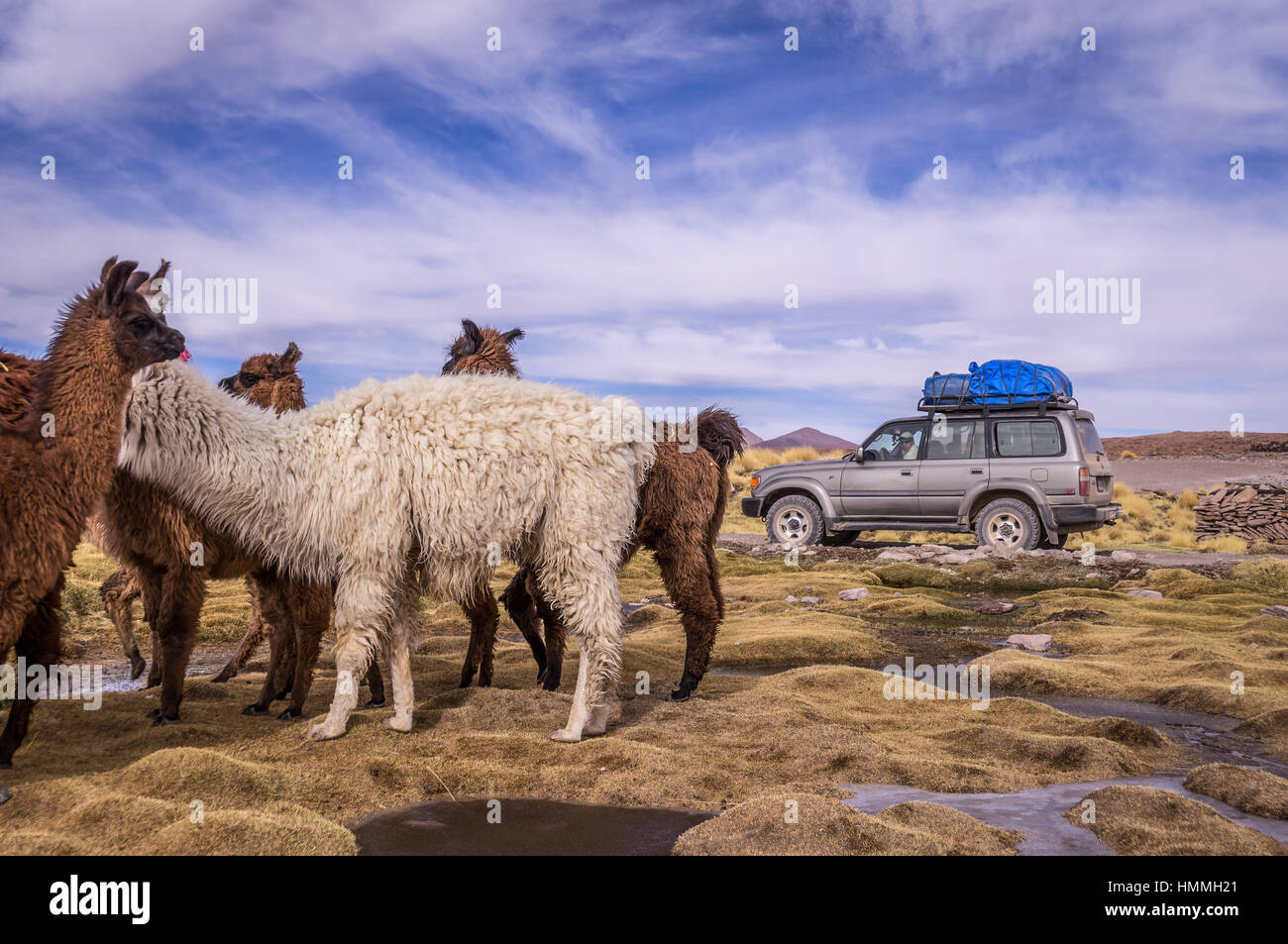 Gregge di Lama Alpaca nel altiplano con 4x4 Foto Stock