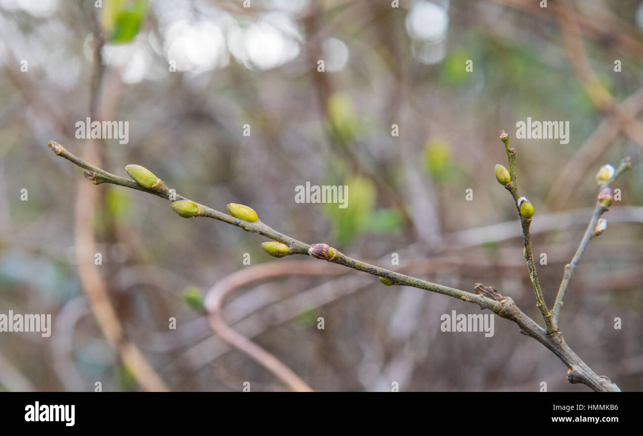 Molla albero boccioli. Foto Stock